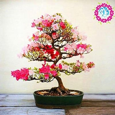 Azalea Planten - Rhododendron Struiken - Tuin Decoratie - Makkelijk Kweekbaar - 100 Stuks - Roze