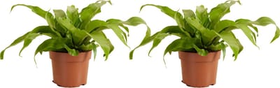Bloomique - Set van 2 - Asplenium Antiquum - Nestvaren - Kamerplanten - Luchtzuiverend - Diervriendelijk - Hoogte 20-30 cm - Pot 12 cm
