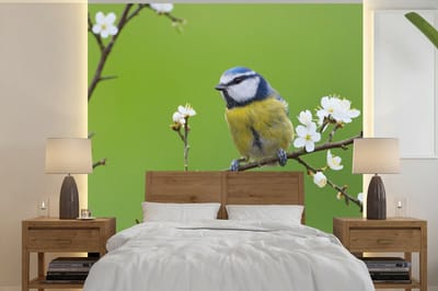 Behang - Fotobehang Pimpelmees - Tak - Bloemen - Bloesem takken - Vogel - Breedte 280 cm x hoogte 280 cm