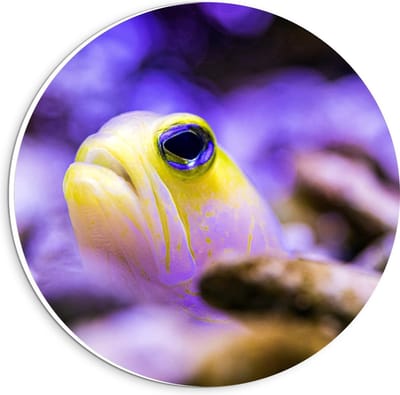 KuijsFotoprint - Schilderij - Gele Vis Met Paarse Achtergrond - Zwart, Geel En Paars - 20 X 20 Cm