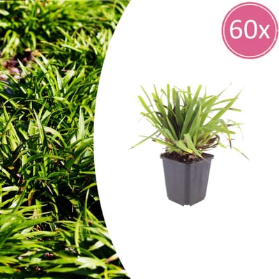 60 Stuks Bosveldbies, Groenblijvende Siergras, Bruine Bloemaren, Schaduwplant, Luzula sylvatica - 10-25cm - Ø9cm