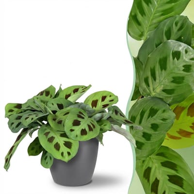 Plantenboetiek.nl | Maranta Fascinator Kerchoveana - Zebraplant - Huisdiervriendelijke Plant - Groen - met Potter Grijs - Ø12cm - 25cm hoog - Kamerplant - Arrangement - Plant met pot