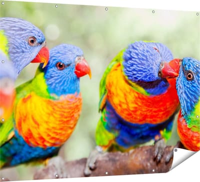 Gards Tuinposter Vier Regenboog Lori Vogels op een Tak - 160x120 cm - Tuindoek - Tuindecoratie - Wanddecoratie buiten - Tuinschilderij