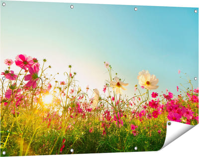 Gards Tuinposter Kosmos Bloemenveld met een Opkomende Zon - 120x80 cm - Tuindoek - Tuindecoratie - Wanddecoratie buiten - Tuinschilderij