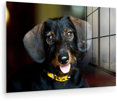 ® Glasschilderij 180x120 cm - Schilderij acrylglas - Schattige zwarte Teckel - Foto op glas - Muurdecoratie woonkamer - Wanddecoratie slaapkamer - Schilderijen
