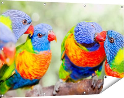 Gards Tuinposter Vier Regenboog Lori Vogels op een Tak - 120x80 cm - Tuindoek - Tuindecoratie - Wanddecoratie buiten - Tuinschilderij