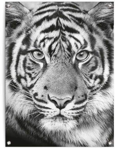 Tuinposter Tijger - 80 x 60 - Canvas - REINDERS