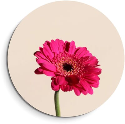 KitchenArt - Fuchsia Gerbera – Muurcirkel Binnen - ø 40 cm - Wandcirkel - Mét Ophangsysteem - Wanddecoratie - Muurdecoratie