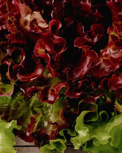 2 sets - Kropsla Zaden Lactuca Sativa Italiaanse Snijsla Vroeg Ras