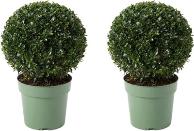 Bloomique - Set van 2 - Ilex Crenata Jenny - Japanse Hulst - Wintergroen - Winterhard - Balkonplanten - Tuinplanten - 30-40cm Hoog - Pot 17cm