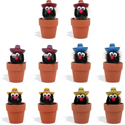DutchLeafs Cactussen Mexicaan Sombrero in Terracotta Bloempot - 10 Stuks - Kwekerspot 5,5 cm - Hoogte 8-15 cm - Mini Cactussen - Kamerplanten