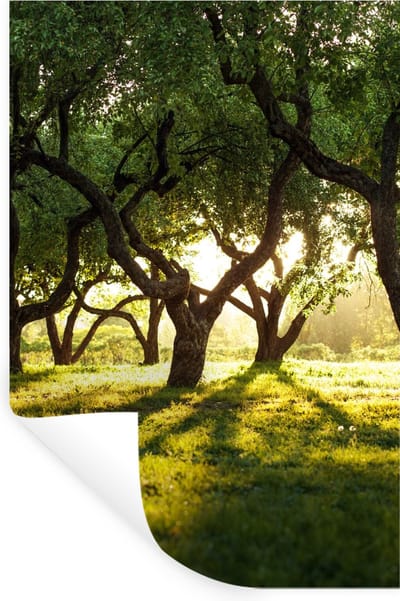Muurstickers - Sticker Folie - Bomen - Natuur - Zon - 20x30 cm - Plakfolie - Muurstickers Kinderkamer - Zelfklevend Behang - Zelfklevend behangpapier - Stickerfolie
