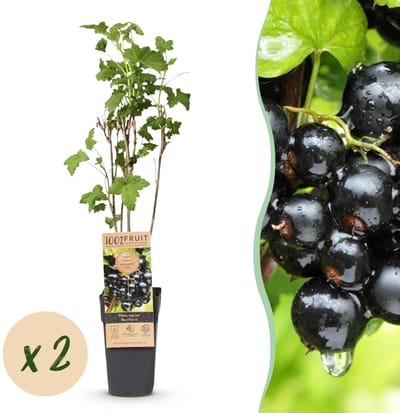 Green boutiQ - Fruitplant - Ribes nigrum Ben Nevis - Bessenplant - Winterhard - Zwarte Bes - 2 Planten - Pot 15cm - Hoogte 50cm