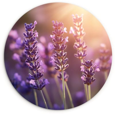 WallCircle® Wandcirkel 120x120 cm - Muurcirkel Lavendelbloemen - Paars - Zonlicht - Muurdecoratie woonkamer - Wanddecoratie slaapkamer - Kamer decoratie accessoires - Ronde schilderijen XXL