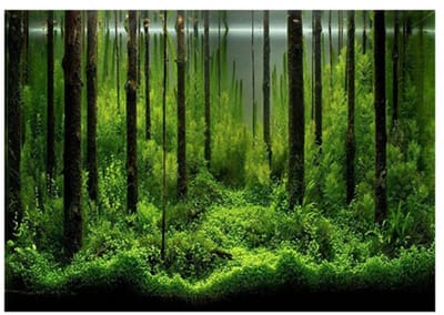 Dailygoods- Visbak Poster Zelfklevend - Aquarium Achtergrond - Onderwater Forest - Gemakkelijk te Verwijderen - Luchtbelvrij - Schadevrij - Aquariumachtergrond