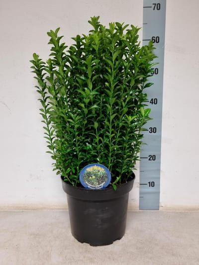 Plants Online BV - Planten - Set van 6 - Kardinaalsmuts Green Spire - Compacte groei - Geschikt als lage haag - Zeer winterhard