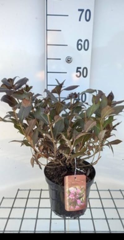 Weigela hybr. 'Minor Black'® ('verweig3') - Weigela, Weigelia 30- 40 cm in pot
