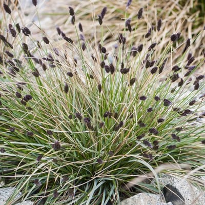 6x Sesleria sadleriana Pot 9x9cm - Prachtig siergras voor in de tuin
