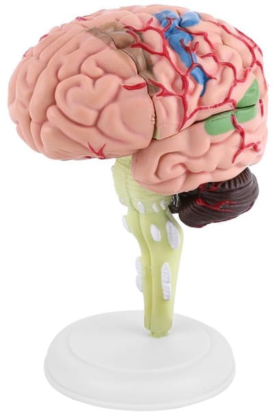 Dailygoods- Hersenmodel Lichtgewicht - Anatomisch Model - Kunststof - Medisch Trainingshulpmiddel - Kleurrijk - Inclusief Basis - Breinmodel