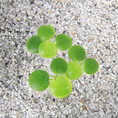Moerings Limnobium Spongia | Amerikaanse kikkerbeet | Los