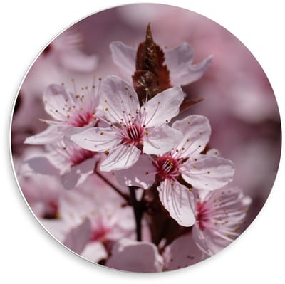 KuijsFotoprint - Schilderij - Aan Takken - Bruin En Roze - 50 X 50 Cm