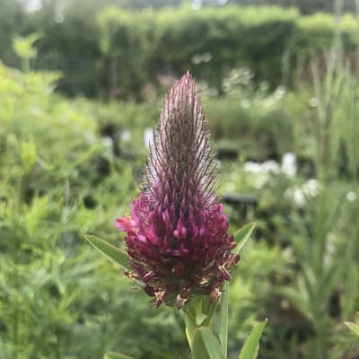 6 x Trifolium rubens - Klaver - P9 Pot (9 x 9cm) - Dima Vaste Planten