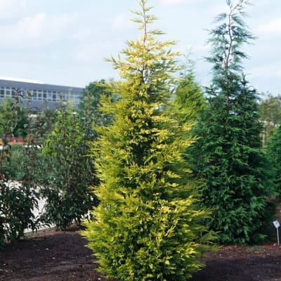 Plants Online BV - Planten - Haagplanten - Coniferen - Set van 1 - Cupressocyparis leylandii 'Gold Rider'