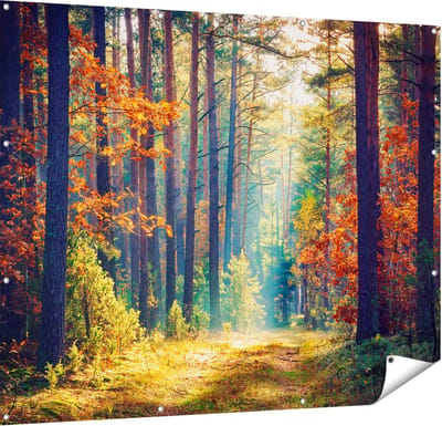 Gards Tuinposter Herfstbos met Zonneschijn - Kleur - 150x120 cm - Tuindoek - Tuindecoratie - Wanddecoratie buiten - Tuinschilderij