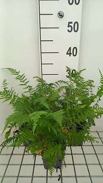 6x Athyrium Filix-Femina 'Lady In Red' - Athyrium filix-femina 'Lady In Red' | 9x9 cm pot