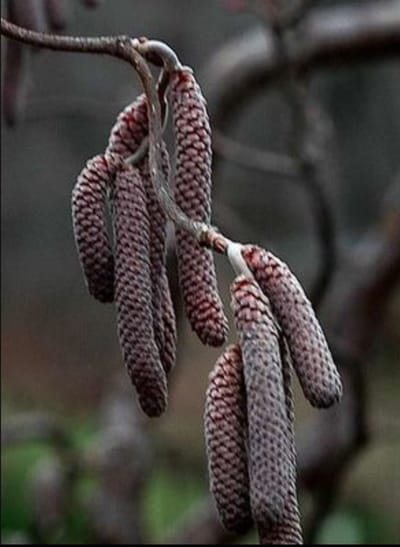Corylus hybr. 'Red Majestic'® - Rode Krulhazelaar, Rode Kronkelhazelaar, 40- 60 cm in pot
