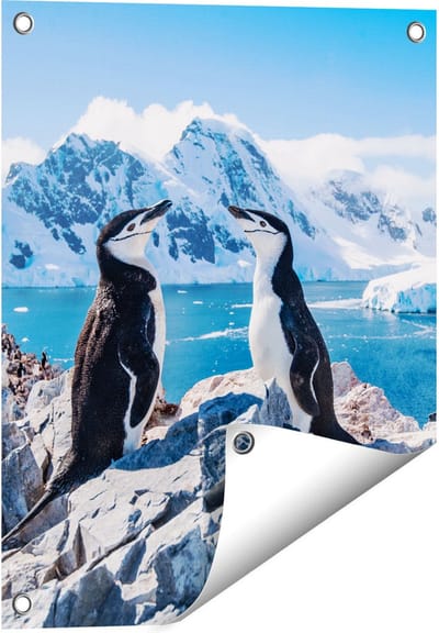 Gards Tuinposter Twee Pingu�ns op Stenen in Antarctica - 40x50 cm - Tuindoek - Tuindecoratie - Wanddecoratie buiten - Tuinschilderij