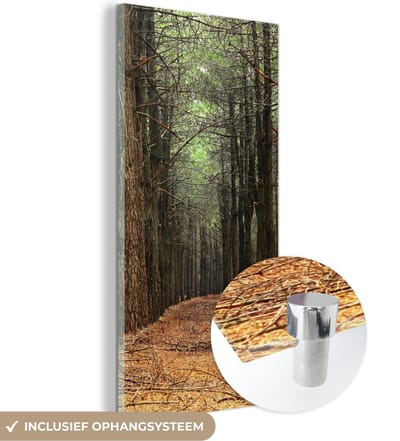 MuchoWow® Glasschilderij 20x40 cm - Schilderij acrylglas - Herfst - Landelijke decoratie - Bos - Foto op glas - Schilderijen