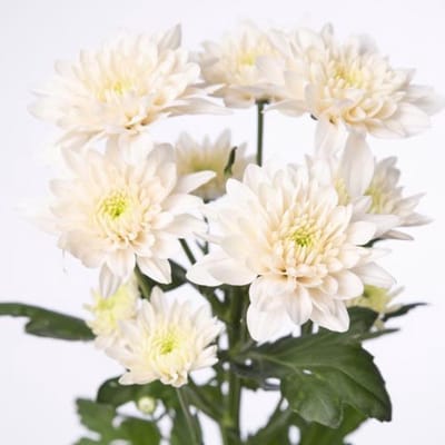 10x Chrysant pastela rose 70cm