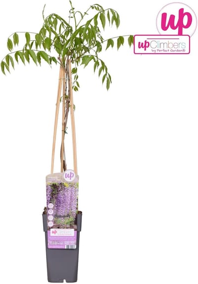 Paarse Regen, Klimplant, Kleur donker paars, Wisteria floribunda 'Naga Noda' - Ø 15 cm hoogte: 60-70 cm