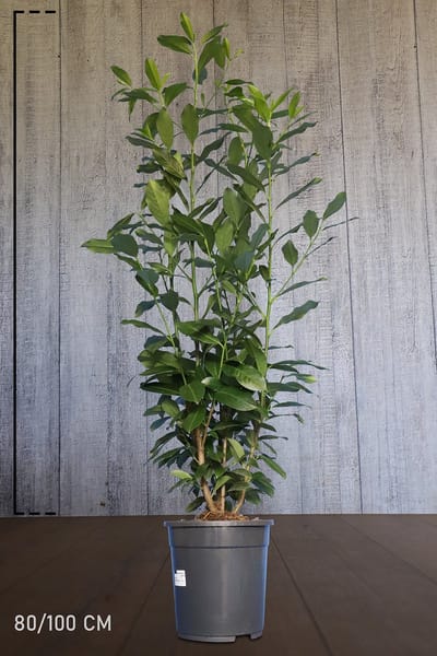 Set van 10 | Laurier 'Elly' pot 80-100 cm - Compacte groei - Groeit opgaand - Wintergroen - Zeer winterhard