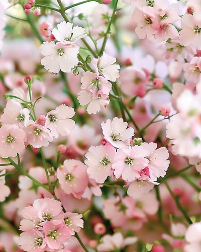 2 sets - Gipskruid Zaden Gypsophila Elegans Roze Eenjarig