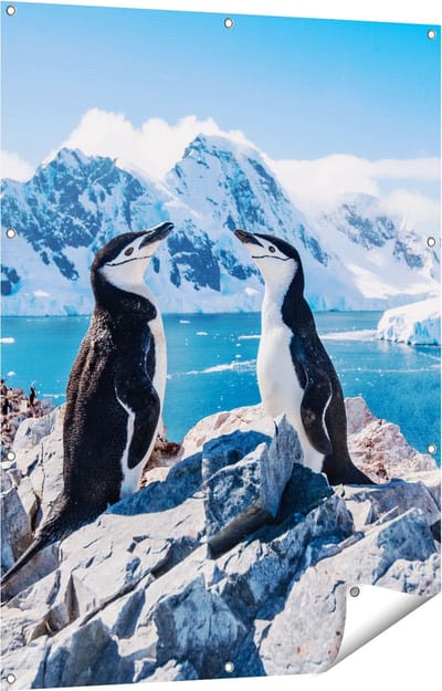 Gards Tuinposter Twee Pingu�ns op Stenen in Antarctica - 90x120 cm - Tuindoek - Tuindecoratie - Wanddecoratie buiten - Tuinschilderij