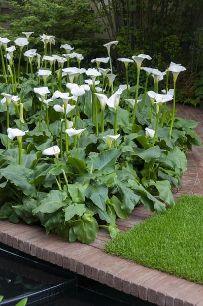 Bloomique - Set van 3 - Zantedeschia Aethiopica - Witte Aronskelk - Vijverplanten - Winterhard - Hoogte 10-20 cm - Pot 9 cm