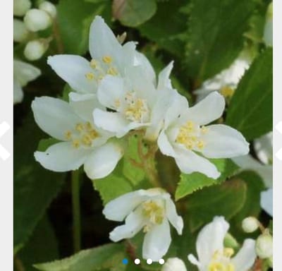 Deutzia gracilis - Bruidsbloem 25 - 30 cm in pot