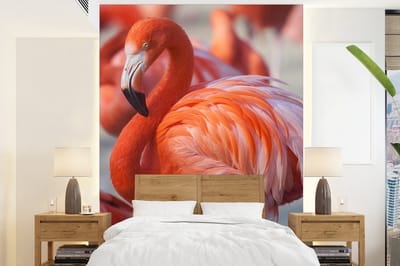 Behang - Fotobehang Flamingo - Vogel - Dieren - Roze - Breedte 175 cm x hoogte 240 cm