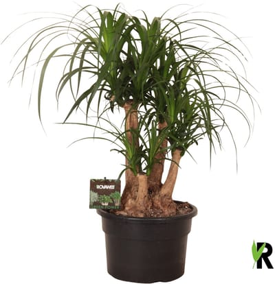 Beaucarnea Recurvata vertakt 60 cm – Kamerplant – Vers Van De Kweker – Olifantspoot – Potmaat Ø23 cm