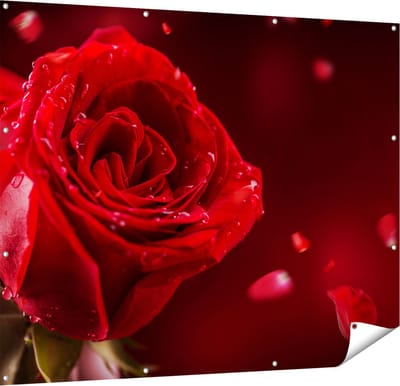 Gards Tuinposter Romantische Rode Roos - 150x120 cm - Tuindoek - Tuindecoratie - Wanddecoratie buiten - Tuinschilderij