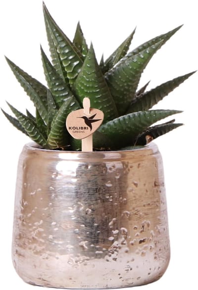 Kolibri Greens | Groene plant - Succulent Haworthia Limifolia in Luxury pot zilver - potmaat Ø9cm - groene kamerplant - vers van de kweker