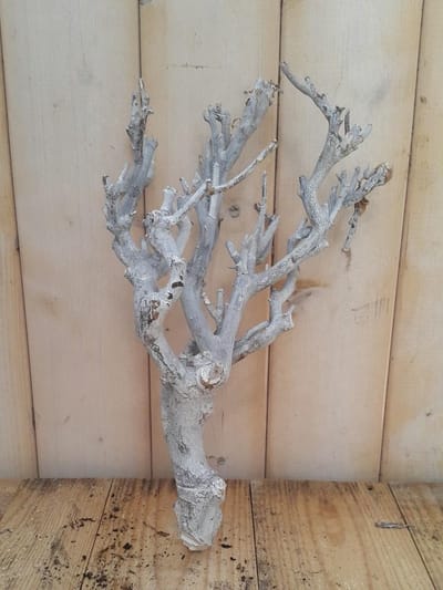 Decoratie tak wit 20 tot 30 cm Warentuin Natuurlijk