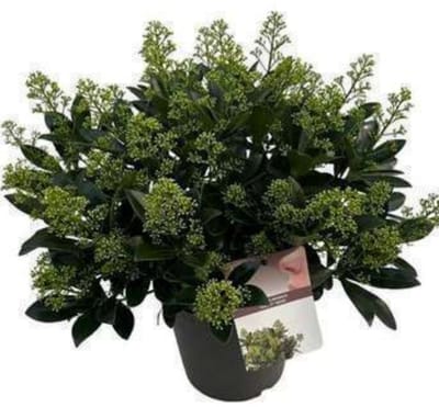 Skimmia jap. 'Finchy'® - Skimmia 40- + cm in pot