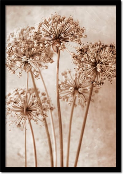 Poster allium bloemen - 21cm x 30cm a4 - vintage - woonkamer - slaapkamer - bloemen posters - goedkoop - muurposter - natuur - wanddecoratie
