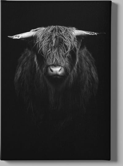 Canvas Schilderij - Schotse - Hooglander - 60x40x2 cm