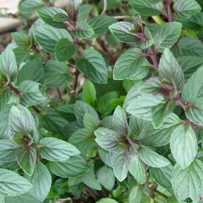 6x Mentha piperita 'Chocolate' Pot 9x9cm - Chocolademunt, een verfrissende muntplant met chocoladetint