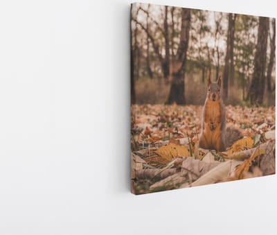 Saammp Canvas Schilderij - Eekhoorn tussen de bladeren - Natuur - Dieren - 20x20 - Foto op canvas - Wanddecoratie - Muurdecoratie Woonkamer - Slaapkamer decoratie - Canvas Print