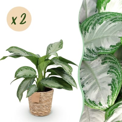 Green BoutiQ - Kamerplanten - Aglaonema Silver Bay - Zilverblad - Weinig onderhoud - met mand - Groen - 2 Planten - Pot 17cm - Hoogte 70-75cm